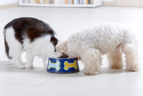 Dog and cat eating together